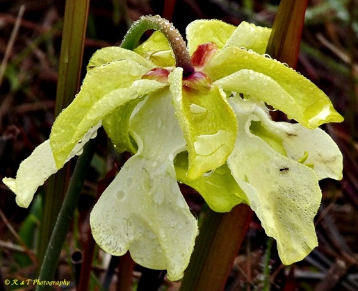 {Sarracenia alata}